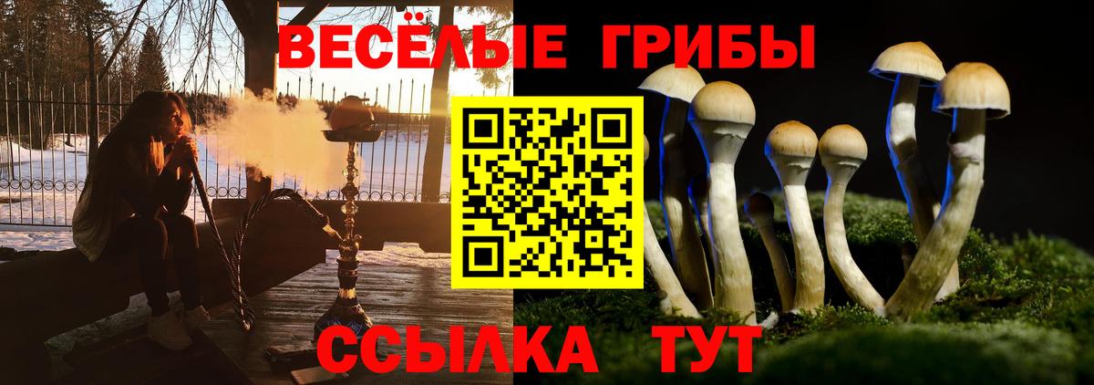 как найти наркотики  Псилоцибиновые грибы мицелий  Курчалой  Вход с VPN  Галлюциногенные грибы Cubensis 